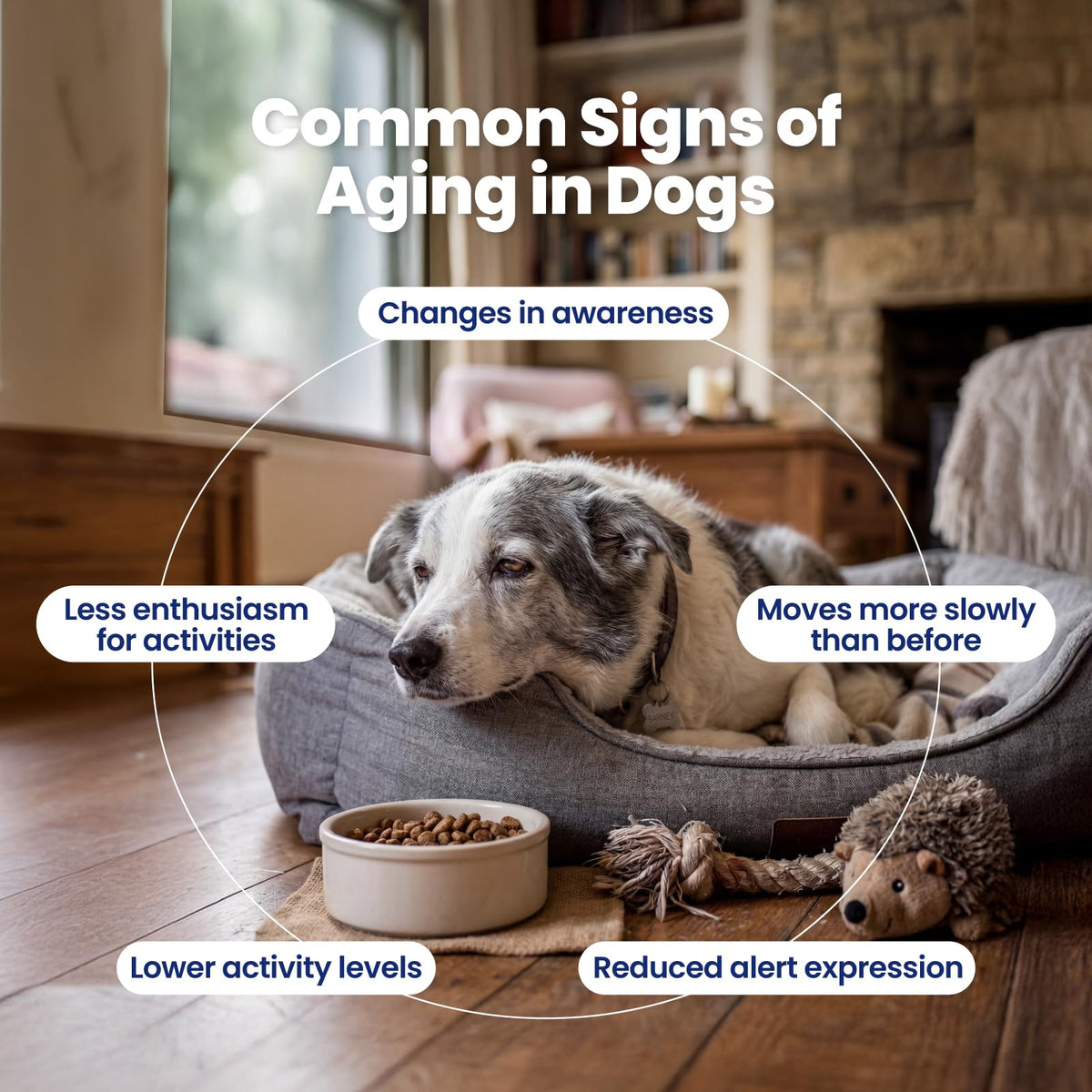 90 Soft Chews NAD+ Precursor Senior Dog Supplement C83810