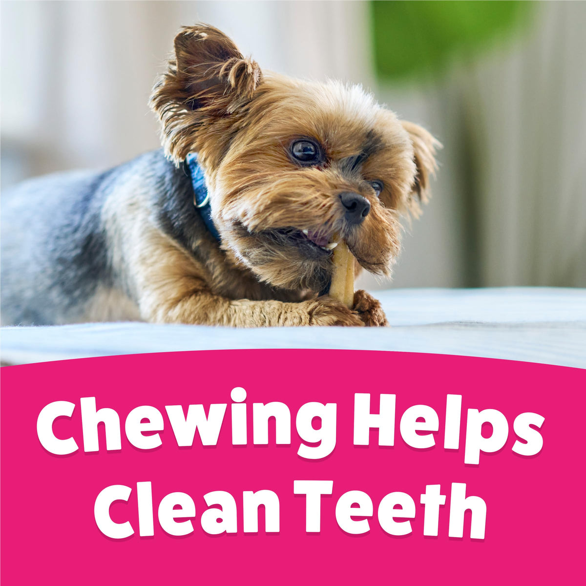 Dog Chew Treats 60 ct Pouch X197